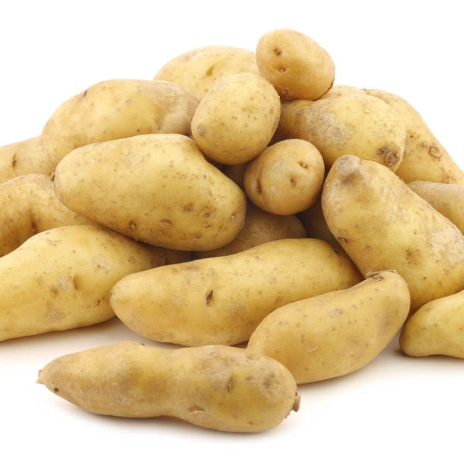 Solanum tuberosum ratte