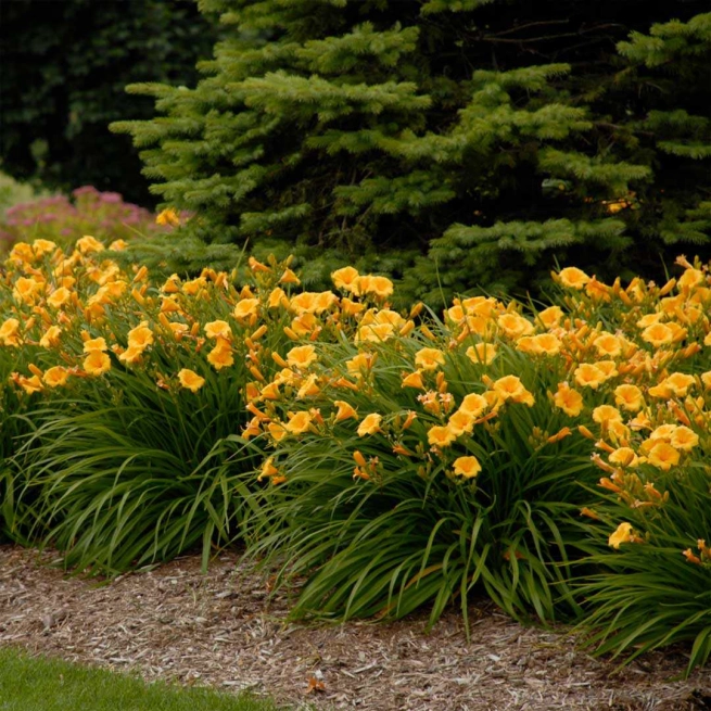 Hemerocallis stella de oro