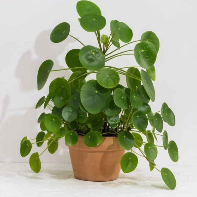 Pilea scaled