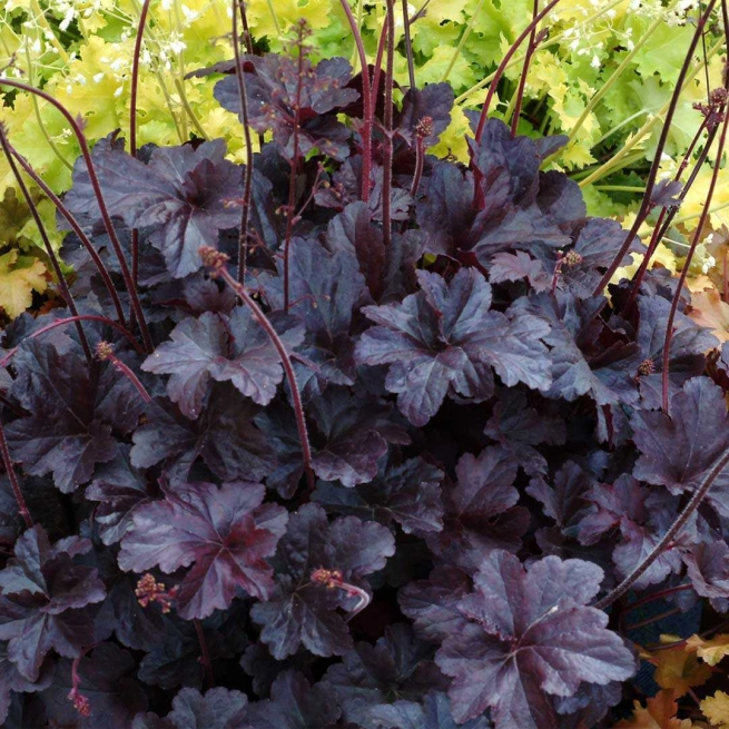 Heuchera obsidian