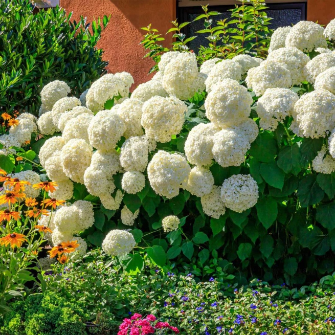 Hydrangea annabelle