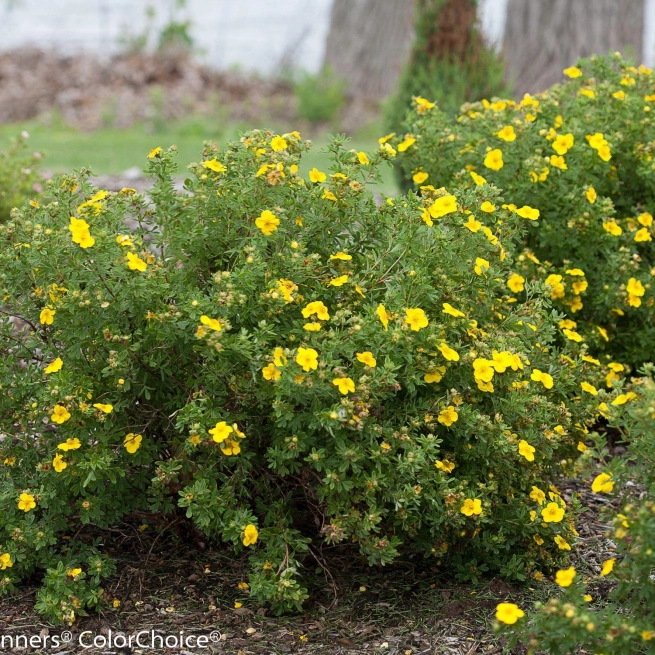 Happy face yellow potentilla landscape