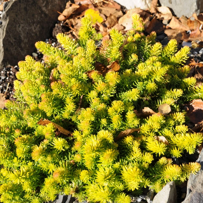 Sedum rupestre angelina syn sedum reflexum angelina lorpin rupestre angelina 20121017 1 sta