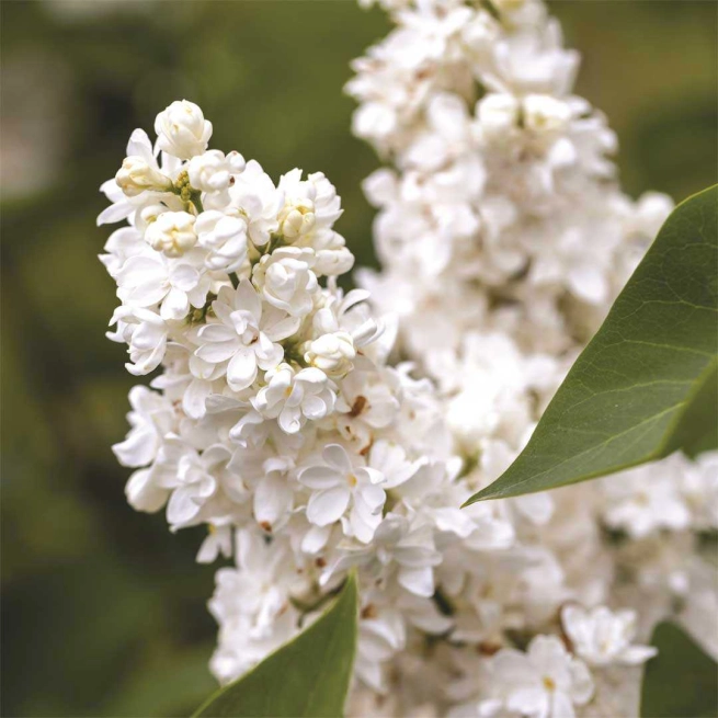 Syringa vulgaris madame lemoine