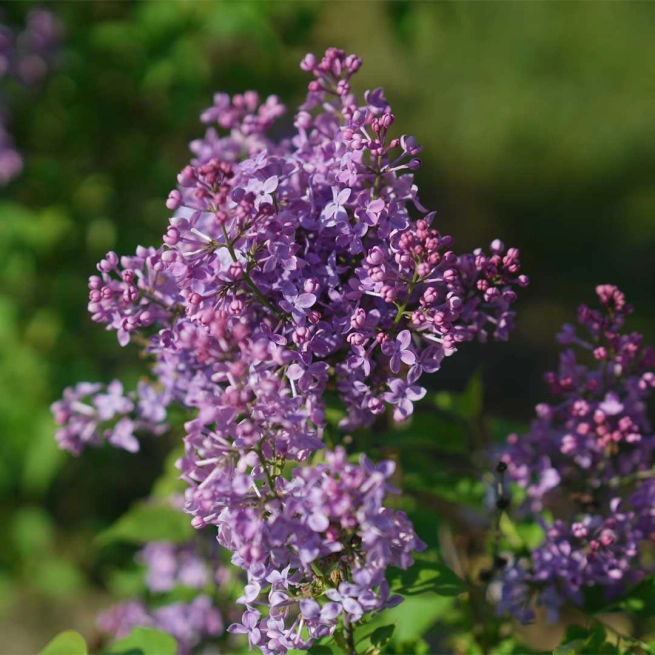 Syringa scentara pura