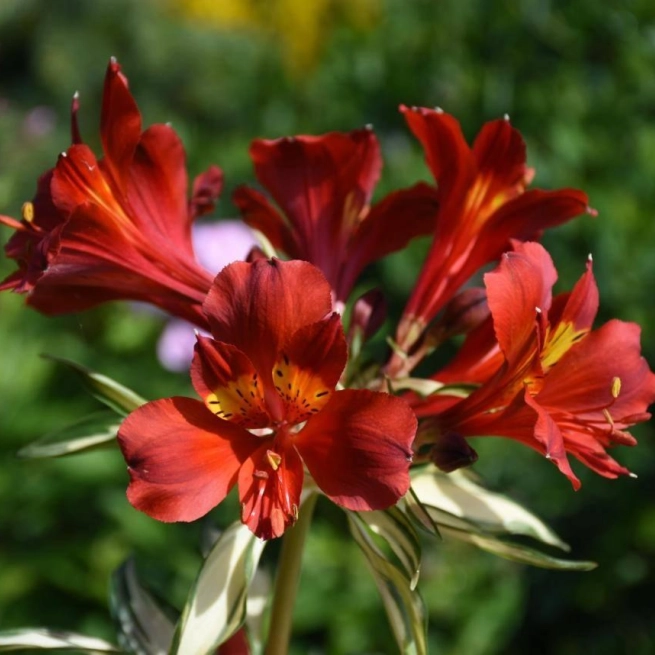 Alstroemeria rock n roll alsdun01 pp21001 lalstroemere rock n roll 20170801 1 jardin daniel a seguin 1200x858