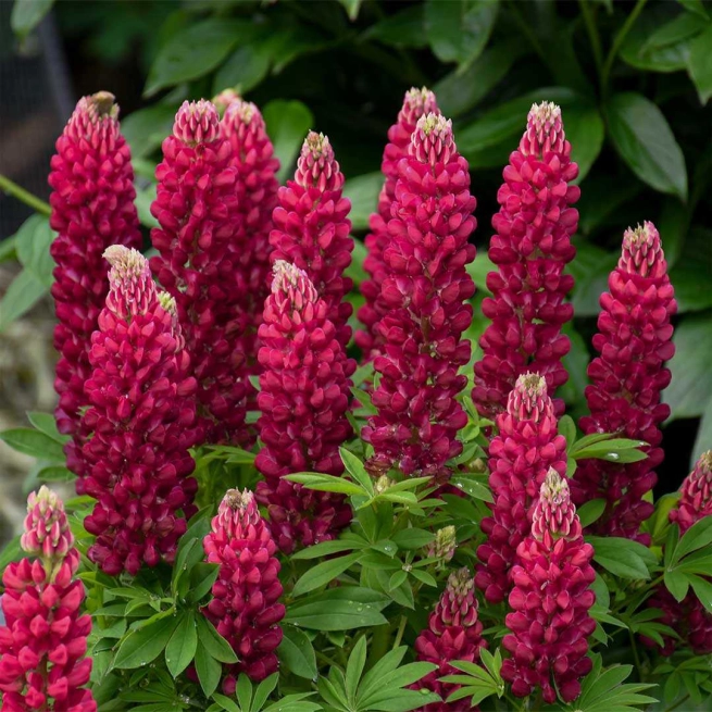 Lupinus polyphyllus mini gallery