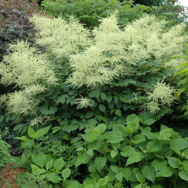 Aruncus dioicus 20060630 1 matane 1200x858