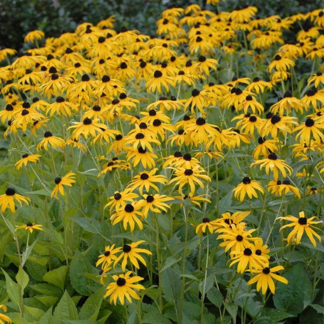 Rudbeckia fulgida goldsturm