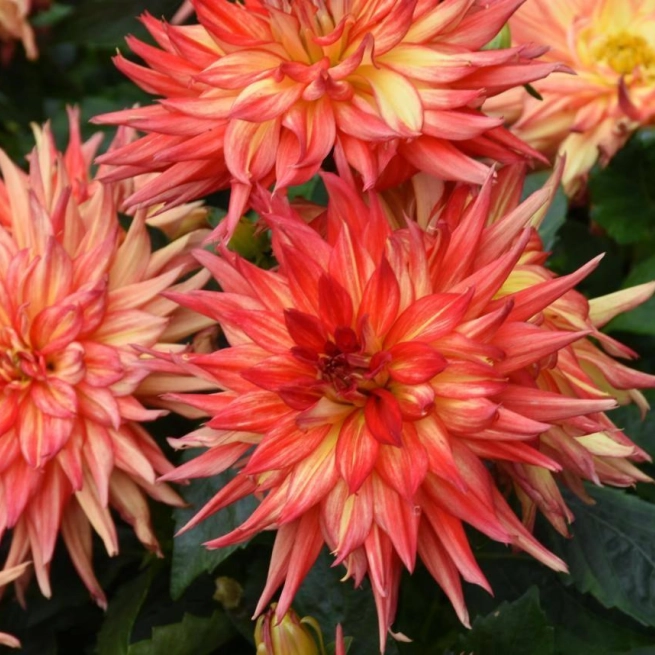 Dahlia xxl tabasco le dahlia xxl tabasco dummen orange nouveaute 2018 20170821 4 daniel a seguin 1200x858