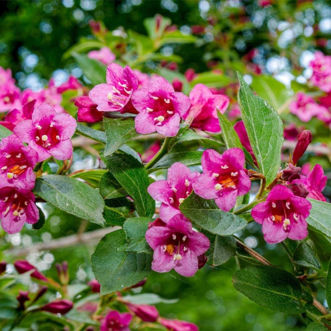 Weigela florida rumba