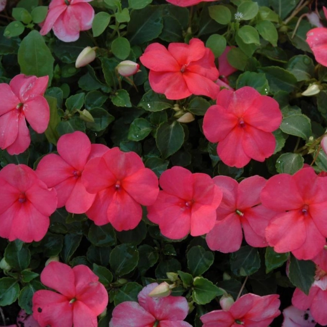 Impatiens walleriana xtreme salmon 20060714 1 jvh 1200x858