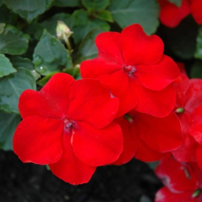 Impatiens walleriana xtreme red 20060714 jvh 1200x858