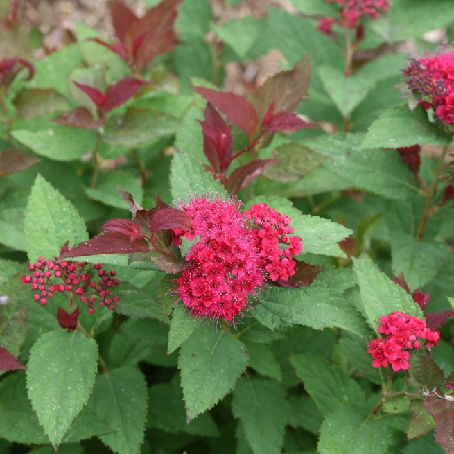 Double play doozie spirea 3