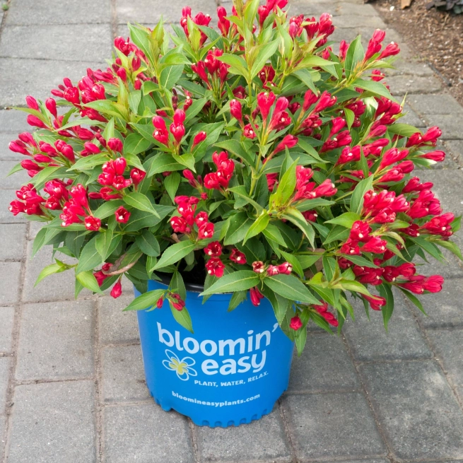 Weigela crimson kisses 005