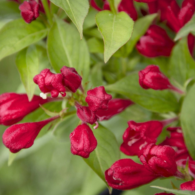 Weigela crimson kisses 002