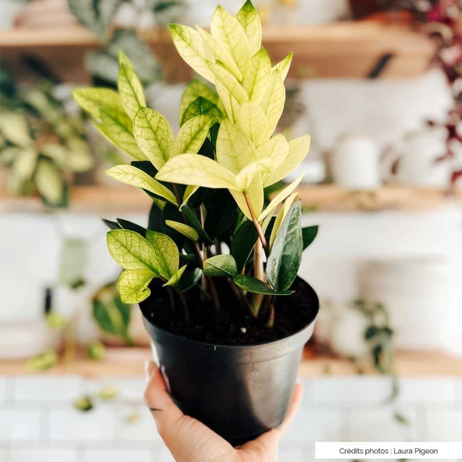 Zamioculcas chameleon